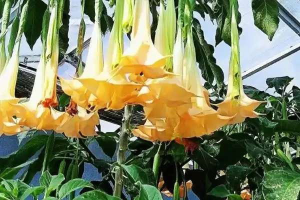 曼陀罗花语揭秘，无间与死亡之爱寓意全解析插图4