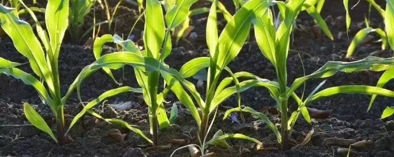 秦良666玉米种子特征特性，3000株／亩左右适宜密度的确定-会东网