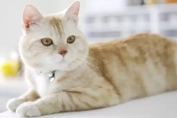 猫咪心肌肥大症危害揭秘，或致猫咪猝死风险解析插图1