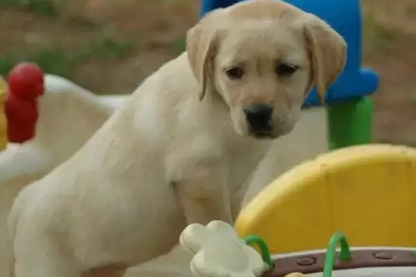 拉布拉多幼犬饲养指南，少量多餐喂食原则要点解读插图2