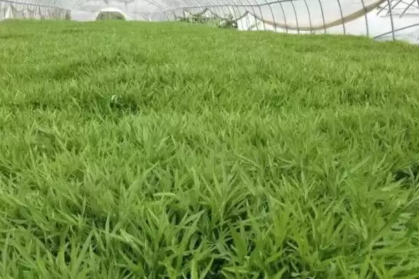 芦蒿种植技术大揭秘，肥沃沙壤土地种植为最佳选择插图5