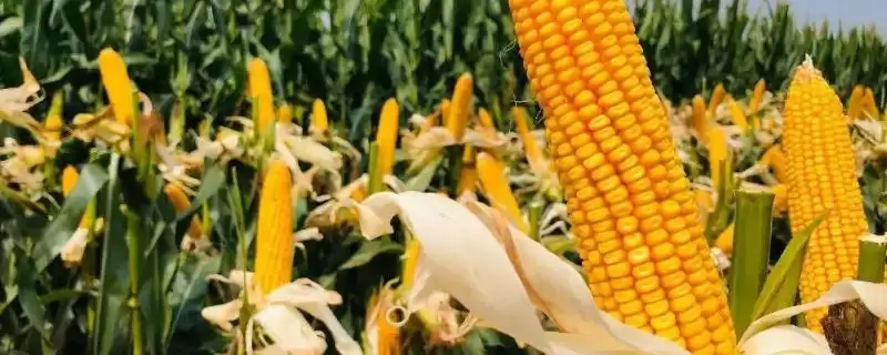 申科爆8号玉米种子介绍，中等肥力以上地块栽培的要点-会东网