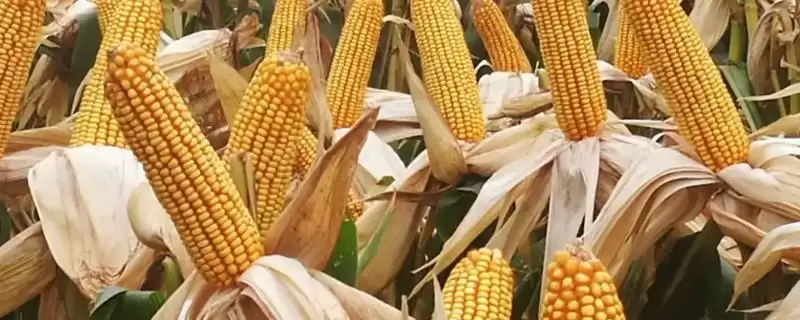 农华312玉米种子特点解析，中等肥力以上种植要点-会东网