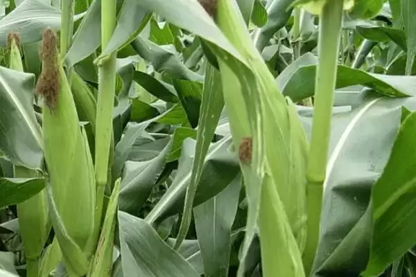 洰丰189玉米品种亮相,适宜密度5000株/亩左右数据公布插图3 洰丰189玉米品种亮相,适宜密度5000株/亩左右数据公布插图3