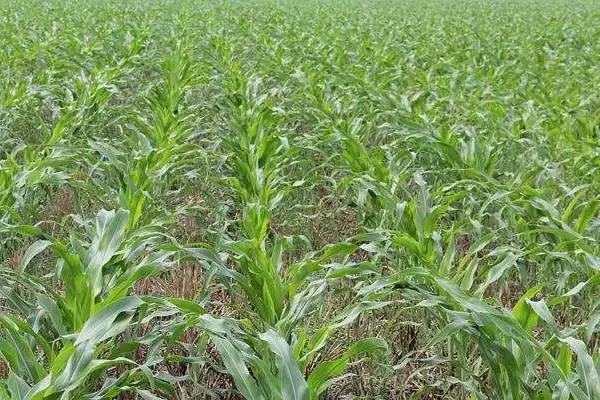 雷单198玉米种子上线,中抗茎腐病特性要点公布插图2 雷单198玉米种子上线,中抗茎腐病特性要点公布插图2