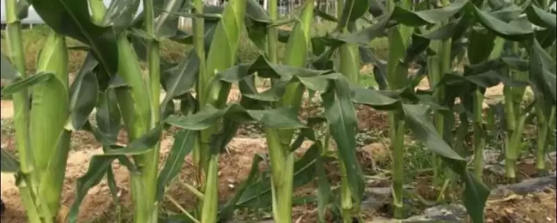闽双色6号玉米种子特征曝光，3000-3200株亩密度-会东网