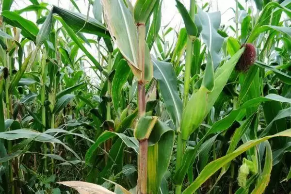 利禾2玉米种子特性曝光,高抗茎腐病特性亮点突出插图1 利禾2玉米种子特性曝光,高抗茎腐病特性亮点突出插图1