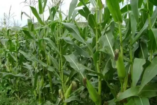 兰翔5号玉米种子上线，中抗茎腐病特性要点公布插图1