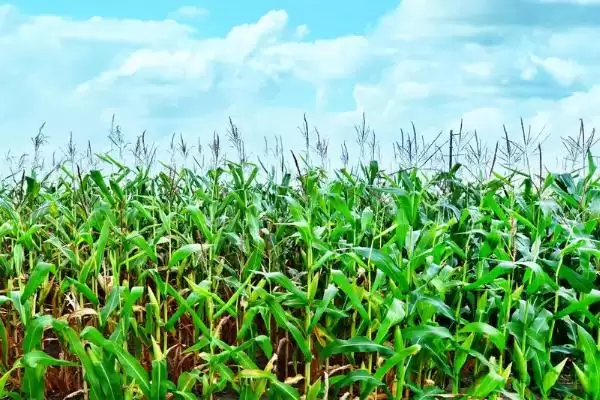 普糯602玉米种简介,幼苗期第一叶鞘紫色的特点插图2 普糯602玉米种简介,幼苗期第一叶鞘紫色的特点插图2