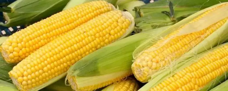 联创832玉米种子特性曝光，中等肥力地块栽培要点解读-会东网
