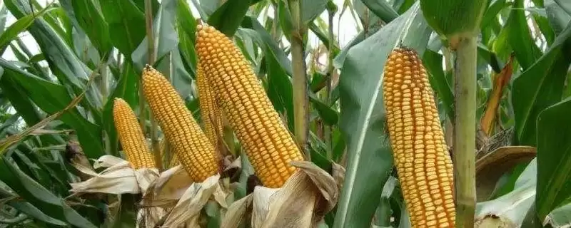 军育535玉米种子上线，中抗茎腐病特性要点公布-会东网