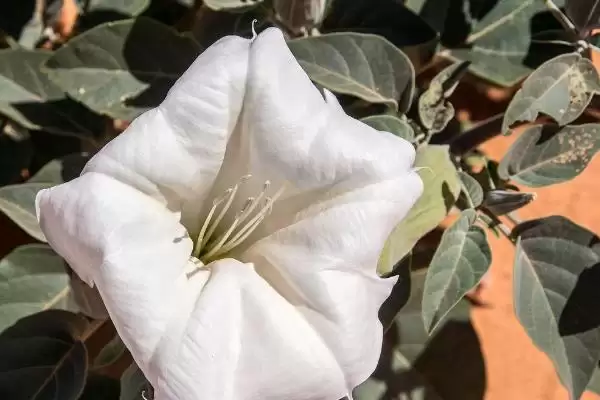 曼陀罗花语揭秘，无间与死亡之爱寓意全解析插图1