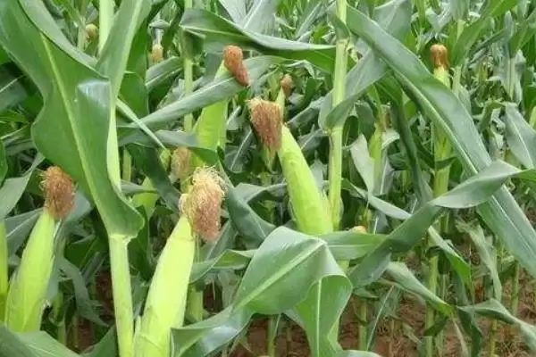 普糯2号玉米种子介绍，中上等肥力地块种植的要点插图1