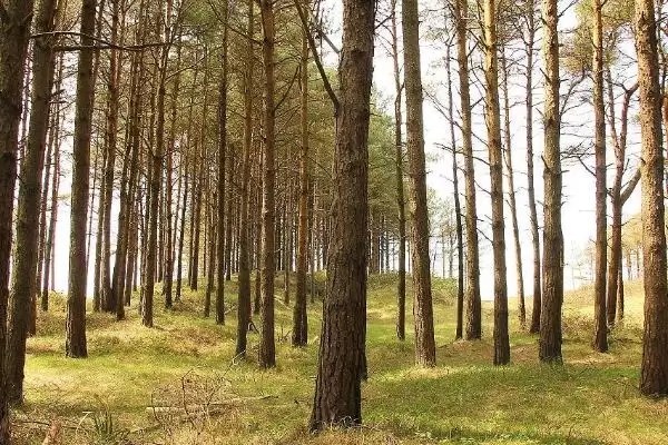 土鸡的散养要点有哪些？选择好鸡苗很重要插图1