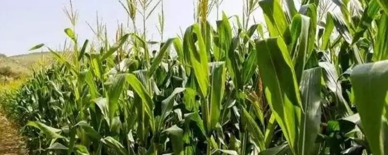 农科大19号玉米种子介绍，防治病虫害要点需关注-会东网