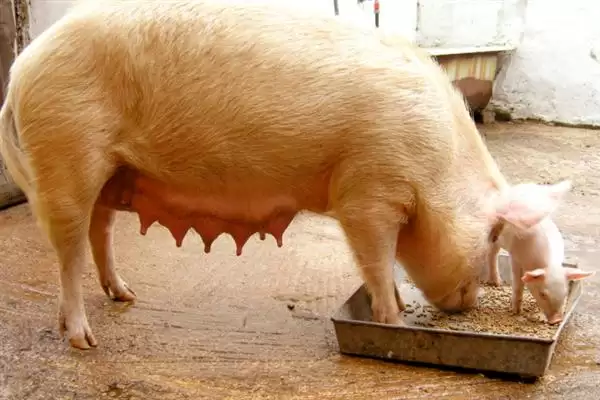 母猪日喂料量解析，配种当天1.6-1.8kg天要点插图5