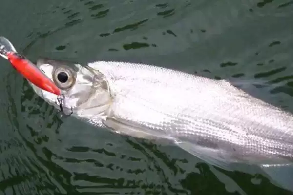 泥鳅打窝吸引翘嘴时间解析,30至60分钟成关键插图4 泥鳅打窝吸引翘嘴时间解析,30至60分钟成关键插图4