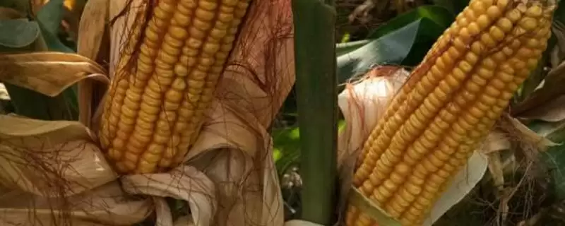 美丫5号玉米种子登场，4000株亩左右密度受瞩目-会东网