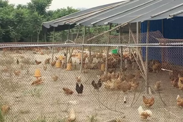 围湖造田有什么危害？严重破坏生态平衡解析插图3