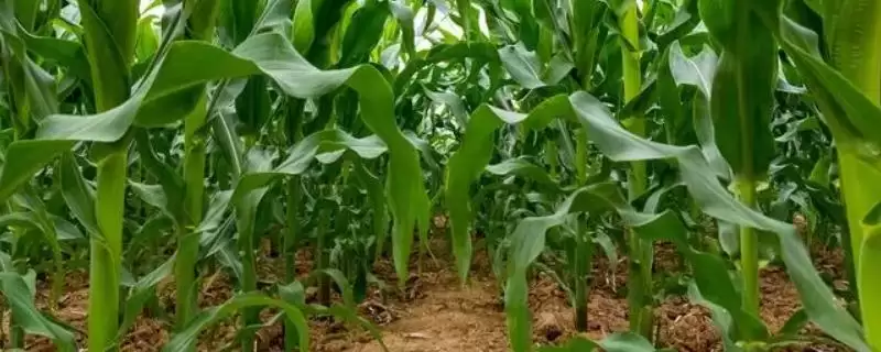 明玉168玉米种子特征曝光，中抗大斑病(1-5级)优势-会东网