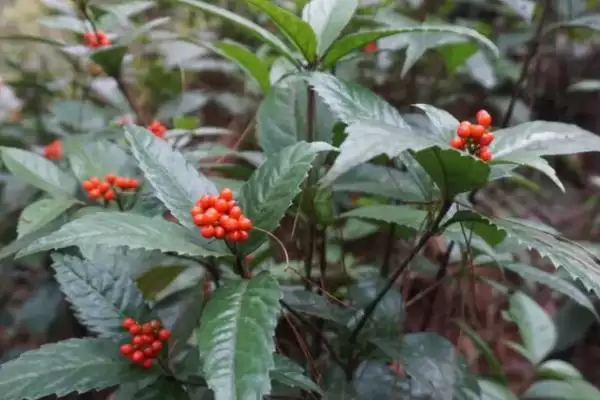 草珊瑚种子售卖地曝光，种子店和花木市场有货插图4