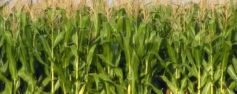 天宁518玉米品种有啥特性？大喇叭口期防玉米螟要点-会东网