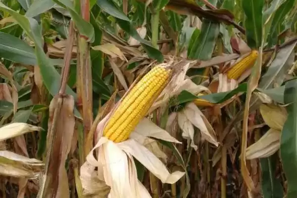 三盛382玉米种子简介,每亩5000株种植密度的确定依据插图1 三盛382玉米种子简介,每亩5000株种植密度的确定依据插图1