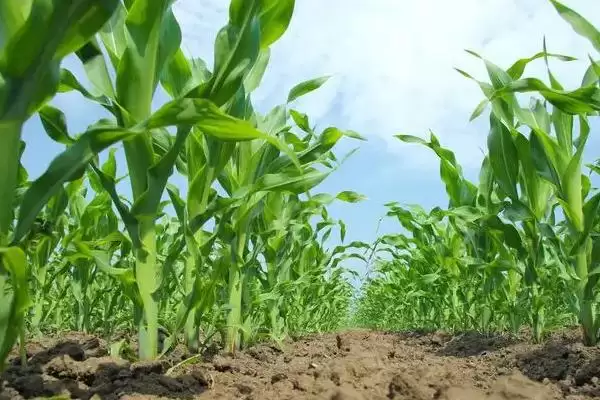 盘玉8号玉米种子如何？生育期153.1天需知晓插图1