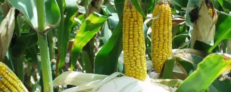 南北73玉米种子特点解析，拔节期追尿素20千克要点-会东网