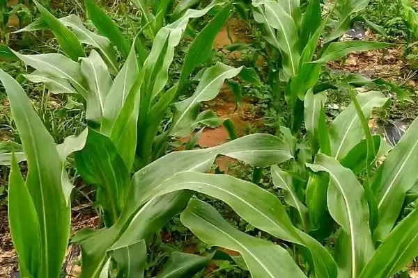 盛世708玉米种子特点，选择肥力较好地块种植的要点插图3