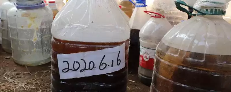 农业酵素菌肥制作有招,红糖果蔬叶兑水装瓶即制成插图 农业酵素菌肥制作有招,红糖果蔬叶兑水装瓶即制成插图