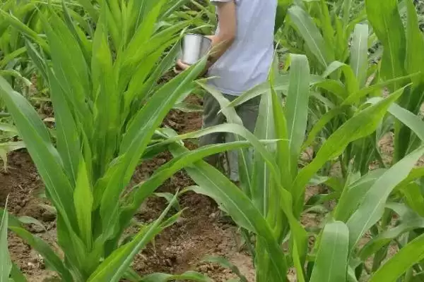 鲁星糯1号玉米种子介绍，高抗镰孢和腐霉茎腐病优势插图1