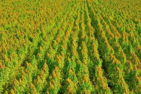 藜麦种植方法大揭秘，不宜连作关键要点深度解读插图3