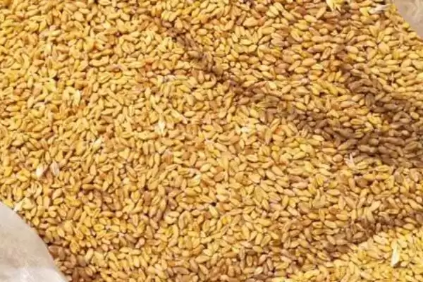 麦种存放年限揭秘,常温3-5年贮藏要点解读插图1 麦种存放年限揭秘,常温3-5年贮藏要点解读插图1