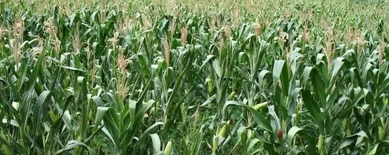 朗华133玉米品种特性揭秘，4月下旬至5月上旬适宜播期公布-会东网