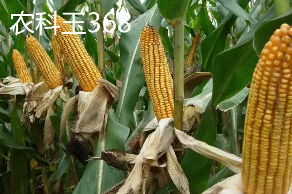 甜糯玉米怎么种植？初春双膜覆盖播种栽培法插图5