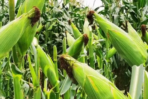 九甜糯008玉米种亮相,3月上中旬春播育苗为宜要点公布插图3 九甜糯008玉米种亮相,3月上中旬春播育苗为宜要点公布插图3