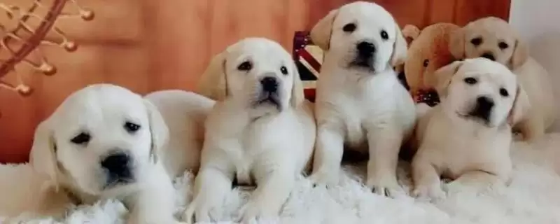 拉布拉多幼犬饲养指南，少量多餐喂食原则要点解读-会东网