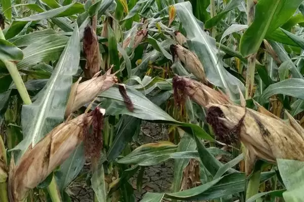 三盛382玉米种子简介,每亩5000株种植密度的确定依据插图2 三盛382玉米种子简介,每亩5000株种植密度的确定依据插图2