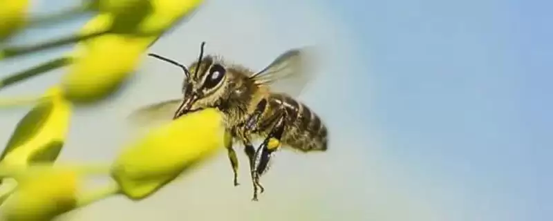 蜜蜂种类大盘点,全球约40种蜜蜂种类全解析插图 蜜蜂种类大盘点,全球约40种蜜蜂种类全解析插图