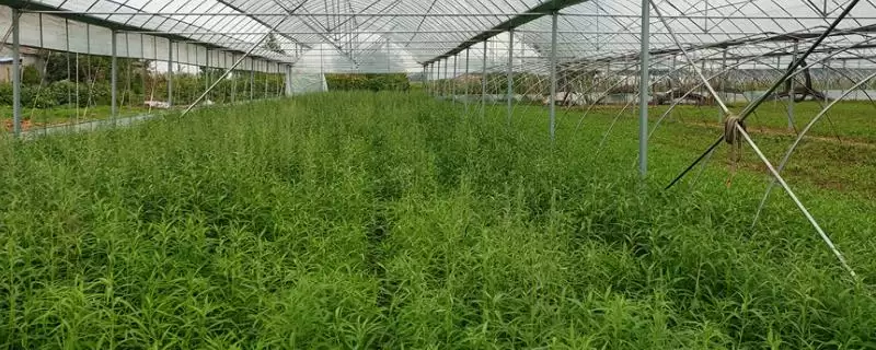 芦蒿种植技术大揭秘,肥沃沙壤土地种植为最佳选择-会东网