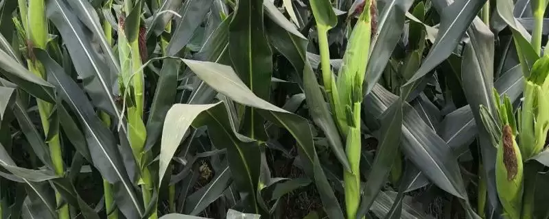 普糯2号玉米种子介绍，中上等肥力地块种植的要点-会东网