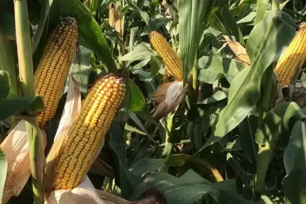 九久黑糯玉米品种登场，4月下旬至5月上旬播种时间公布插图1