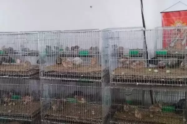 芦丁鸡室内养殖危害剖析，气味大易扰民现象深度探讨插图2