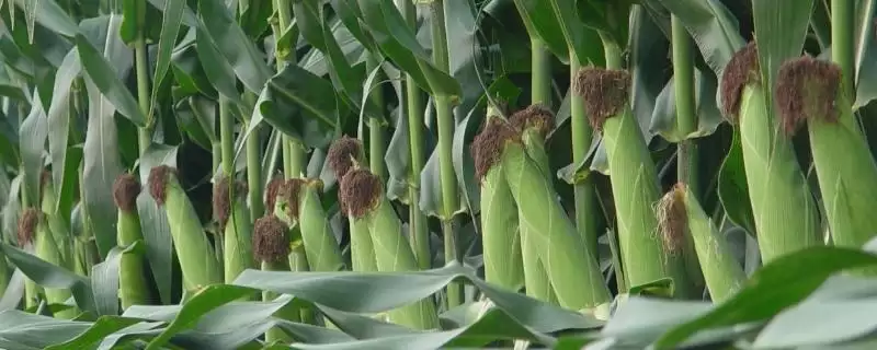农易828玉米种子特性揭秘,春播126天成熟引关注-会东网