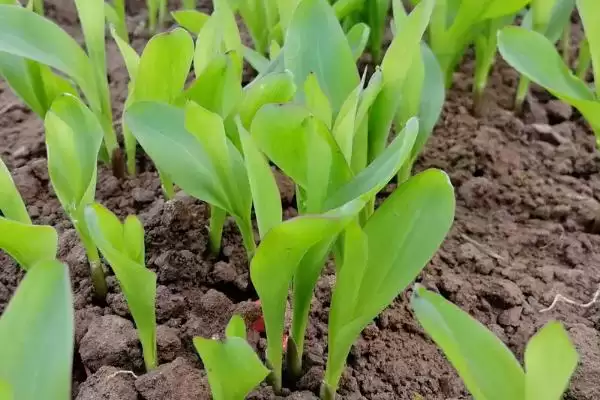 京科938玉米种子特性揭秘，5月下旬至6月上中旬播种时间公布插图1