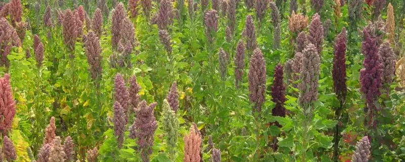 藜麦种植方法大揭秘，不宜连作关键要点深度解读-会东网