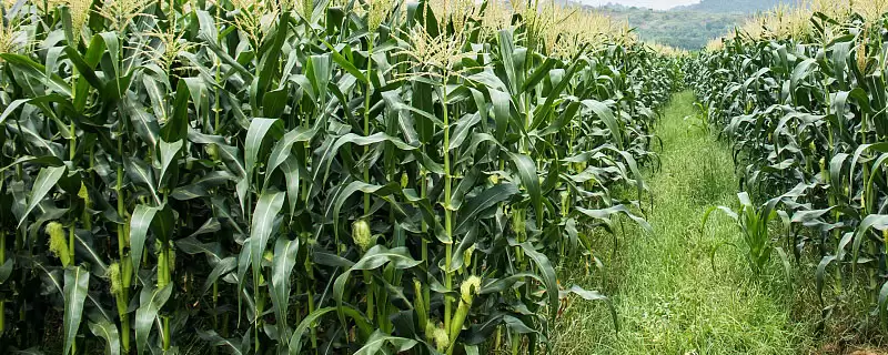 利合2136玉米种子上线，中抗穗腐病特性要点公布-会东网