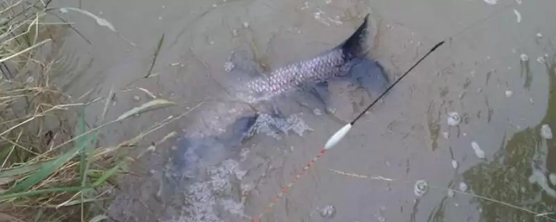 青鱼的钓法,4-6月和8-11月最佳垂钓时间解析-会东网