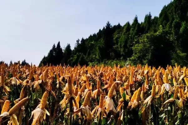 京华801玉米品种登场，128.2天出苗至成熟时长曝光插图1